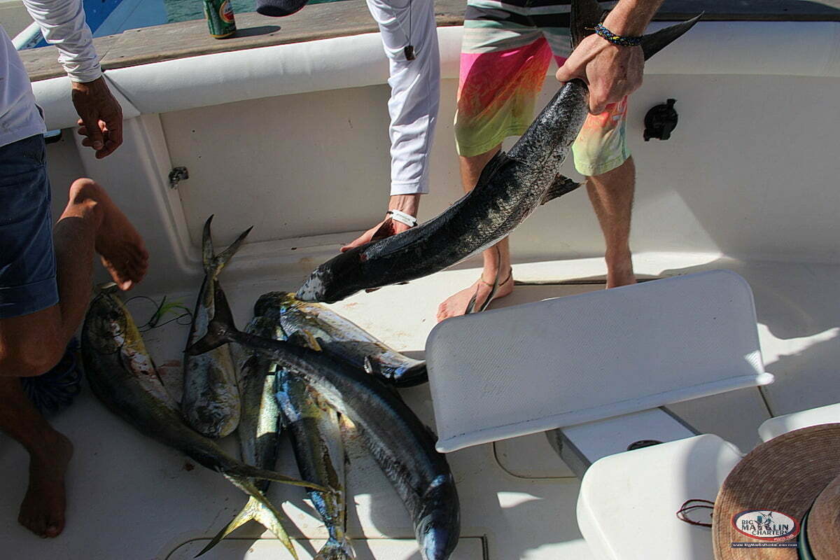 fish wahoo barracuda mahi mahi on the fishing boat Fortuna