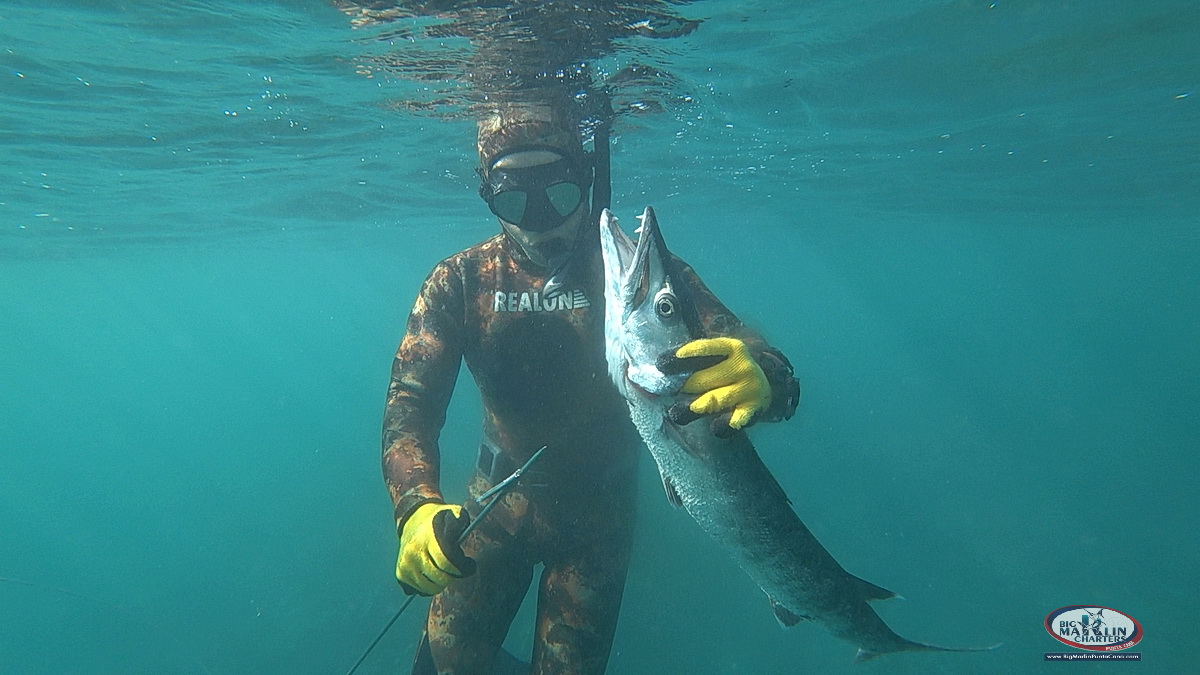 fishing inderwater speagun giude in Punta Cana