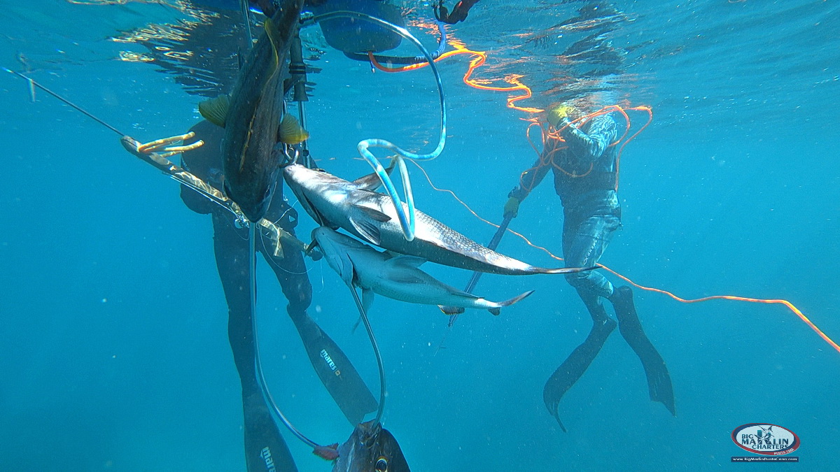 fishing with speagun hunting unserwater Punta Cana atalantic reef